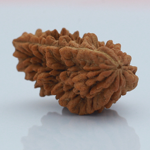 1 mukhi rudraksha price 1699rs.jpg